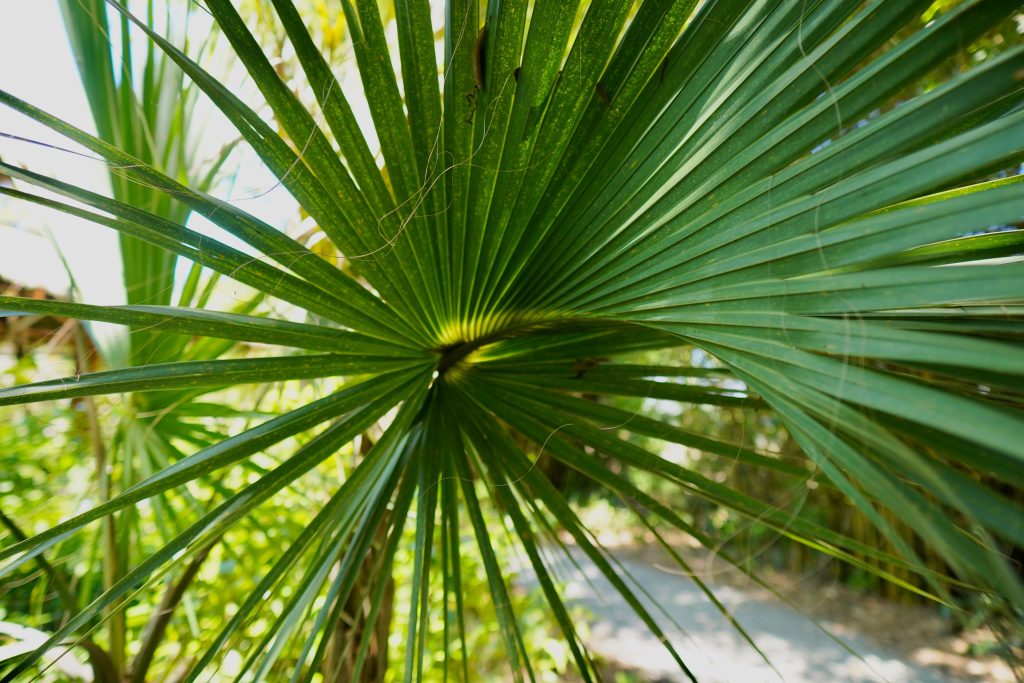 Saw palmetto y alimentos para la próstata naturales